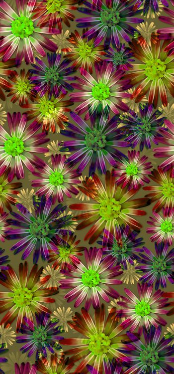 411017-2015021102 雏菊满园-a