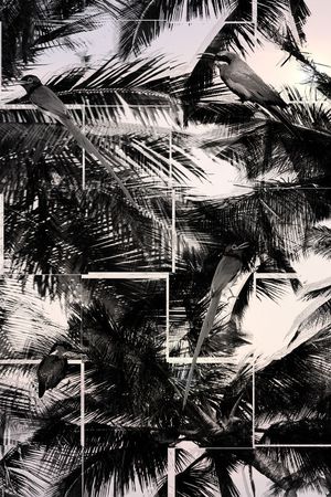 黑白印花华亿平台图片