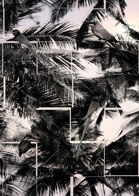 黑白印花华亿平台图片