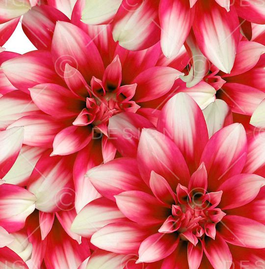 潮流印花华亿平台图片