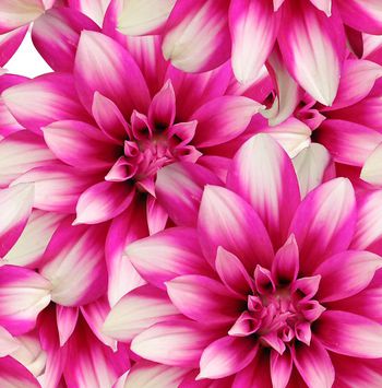 411132-绚丽花朵潮流服装春夏华亿平台