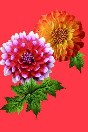 大丽花印花华亿平台图片