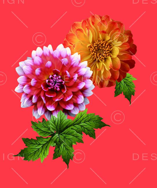 大丽花印花华亿平台图片