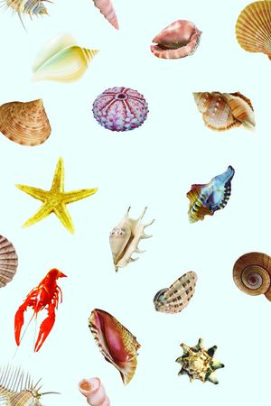 贝壳印花华亿平台图片