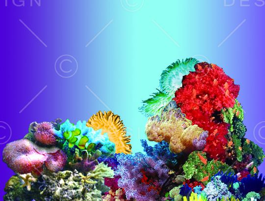 海底植物印花华亿平台图片