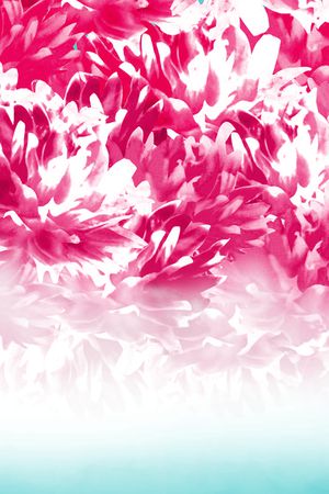 红菊花印花华亿平台图片