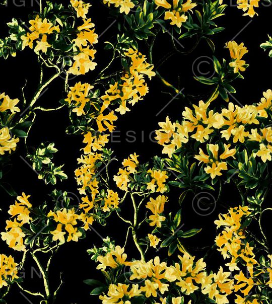 D&G 2015印花华亿平台图片