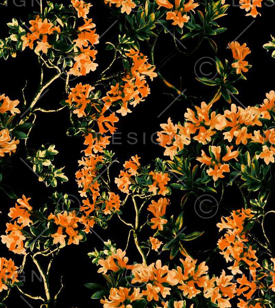 D&G 2015印花华亿平台图片