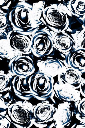 玫瑰印花华亿平台图片