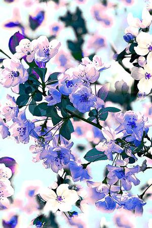 海棠印花华亿平台图片