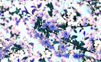 412588-海棠-蓝色