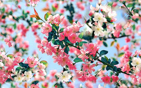 海棠印花华亿平台图片