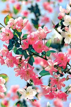 海棠印花华亿平台图片