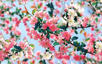 413263-海棠-蓝色