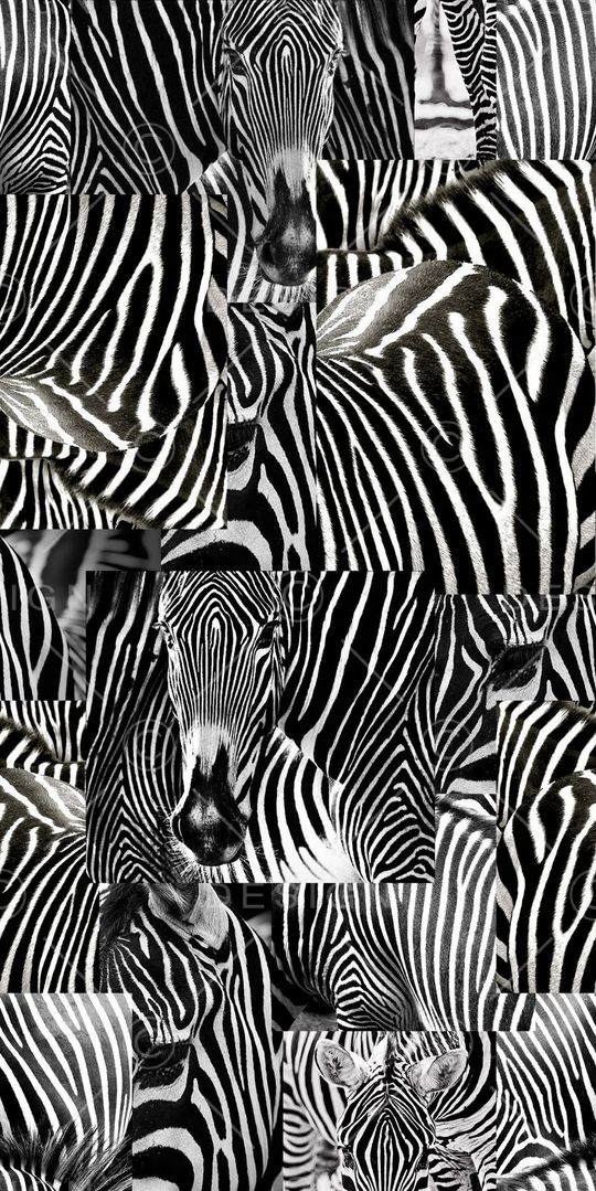 时尚 动物纹 斑马纹印花华亿平台图片