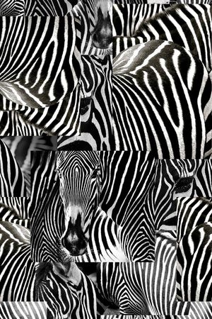 时尚 动物纹 斑马纹印花华亿平台图片