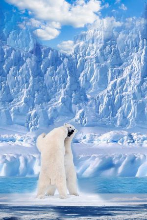 北极熊印花华亿平台图片