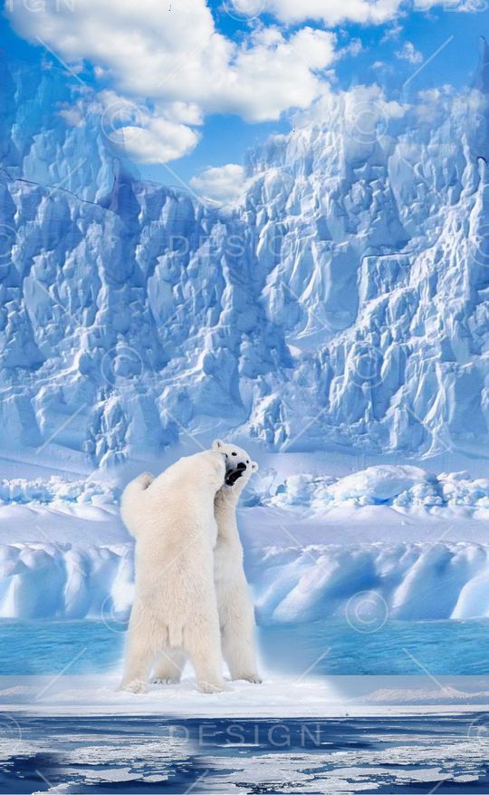 北极熊印花华亿平台图片