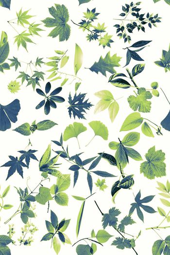 413998-WT459植物标本乱花清雅夏日休闲