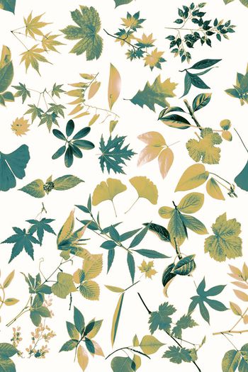 413999-WT459植物标本乱花清雅夏日休闲