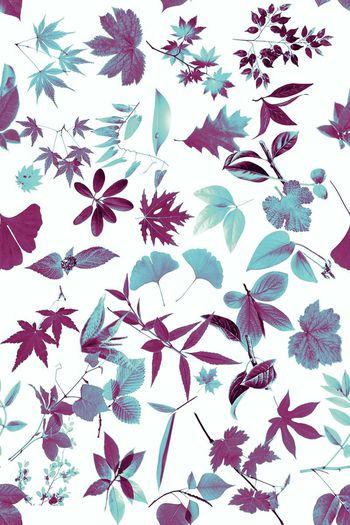 414000-WT459植物标本乱花清雅夏日休闲