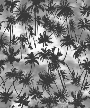 414250-彩色背景椰樹