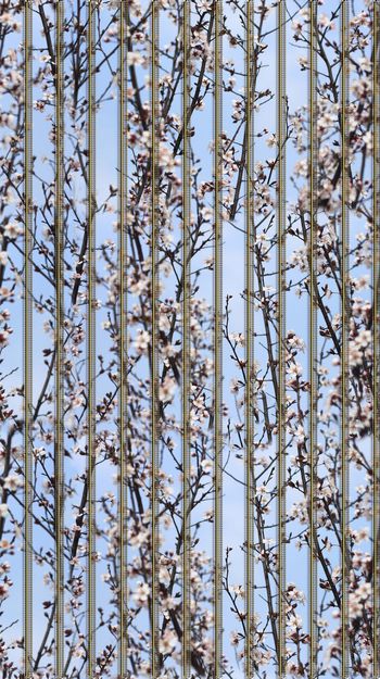 414917-蓝天梅花初春樱花肌理几何条纹组合女