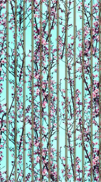 414918-蓝天梅花初春樱花肌理几何条纹组合女