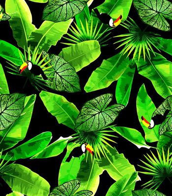 414983-热带丛林 大嘴鸟  芭蕉叶