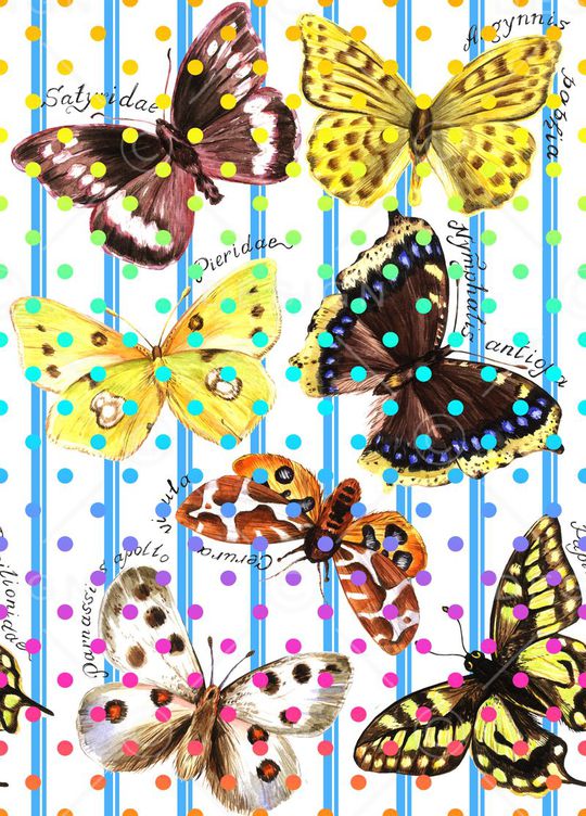 蝴蝶印花华亿平台图片