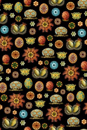 海底生物印花华亿平台图片