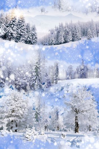 416481-冰霜冻冰雪天地雪松白雪花男装华亿平台外