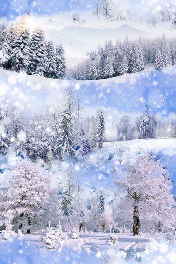 416482-冰霜冻冰雪天地雪松白雪花男装华亿平台外