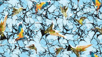 417541-潮流蜂鸟玻璃纹蜘蛛网印花图