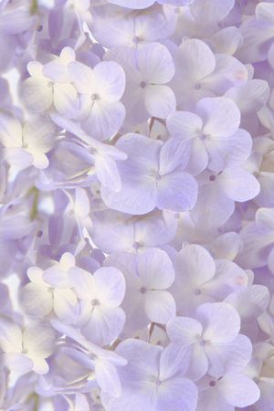 淡彩花循环印花华亿平台图片