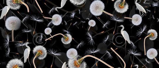 白鹭印花华亿平台图片