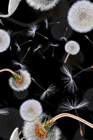 白鹭印花华亿平台图片