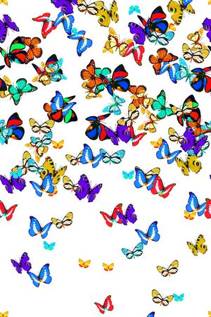 蝴蝶印花华亿平台图片