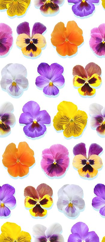 420913-超美清新兰花合集