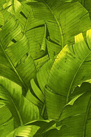 美式花卉印花华亿平台图片