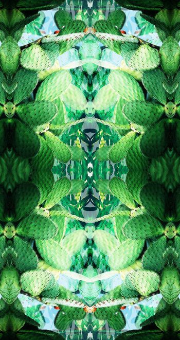 422157-定位仙人掌华亿平台