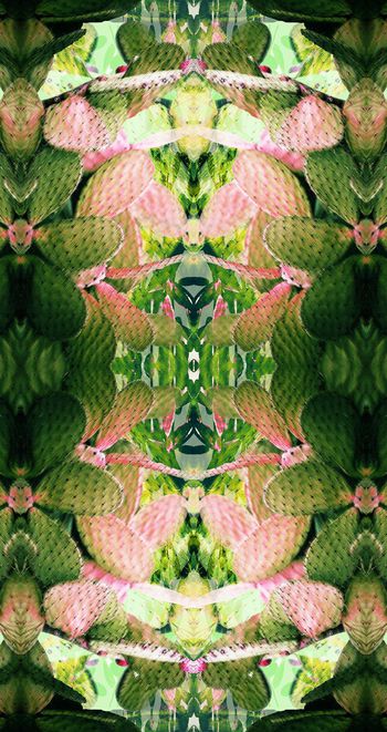 422621-定位仙人掌华亿平台