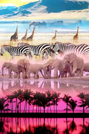 斑马印花华亿平台图片