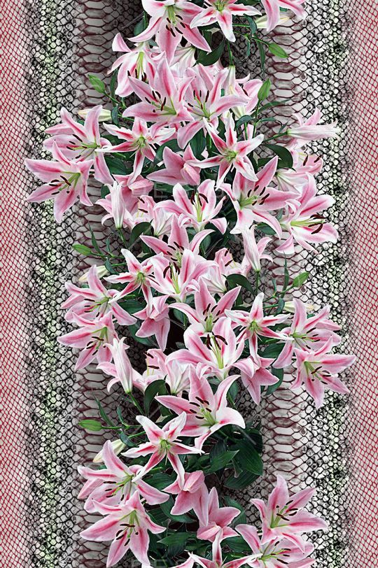 蛇纹印花华亿平台图片