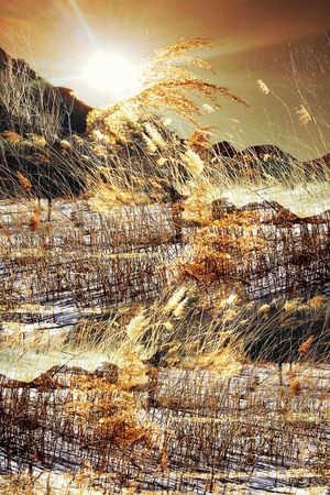 冬日印花华亿平台图片