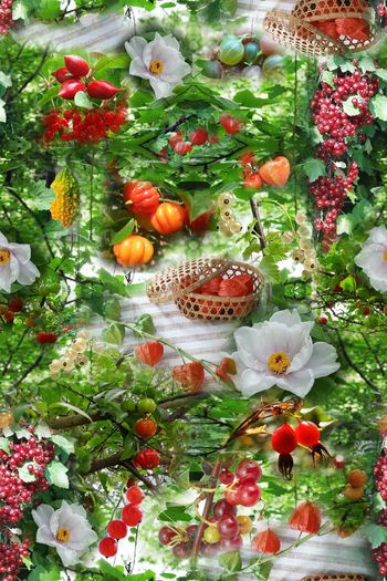 424801-盛夏的果实