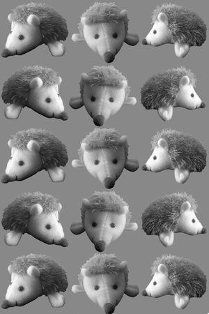 刺猬印花华亿平台图片