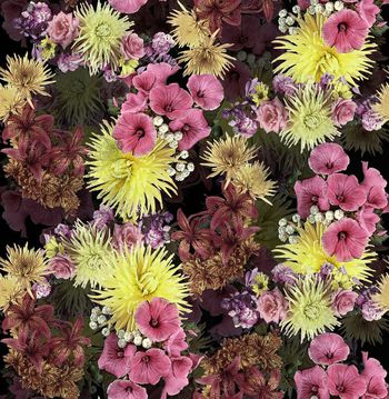 425789-蜘蛛网野菊花百合花牵牛花组合花卉