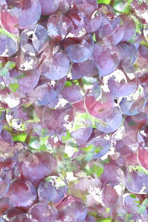 葡萄印花华亿平台图片