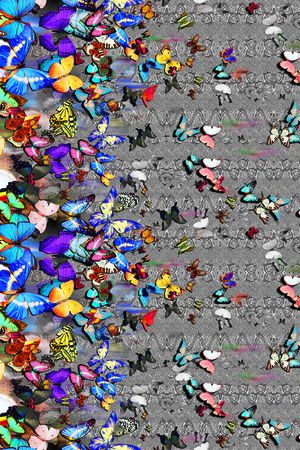 彩色蝴蝶印花华亿平台图片